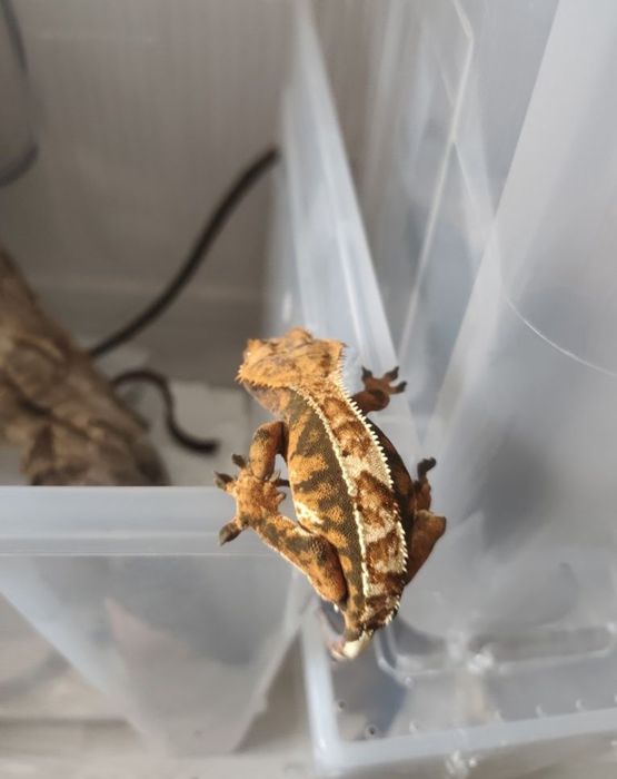 Gekon orzęsiony samica