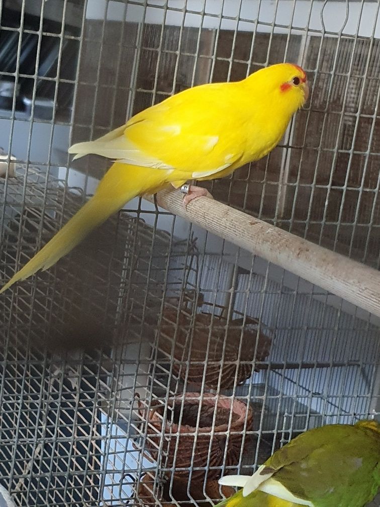 Kakarikis amarelos malhados preço casal