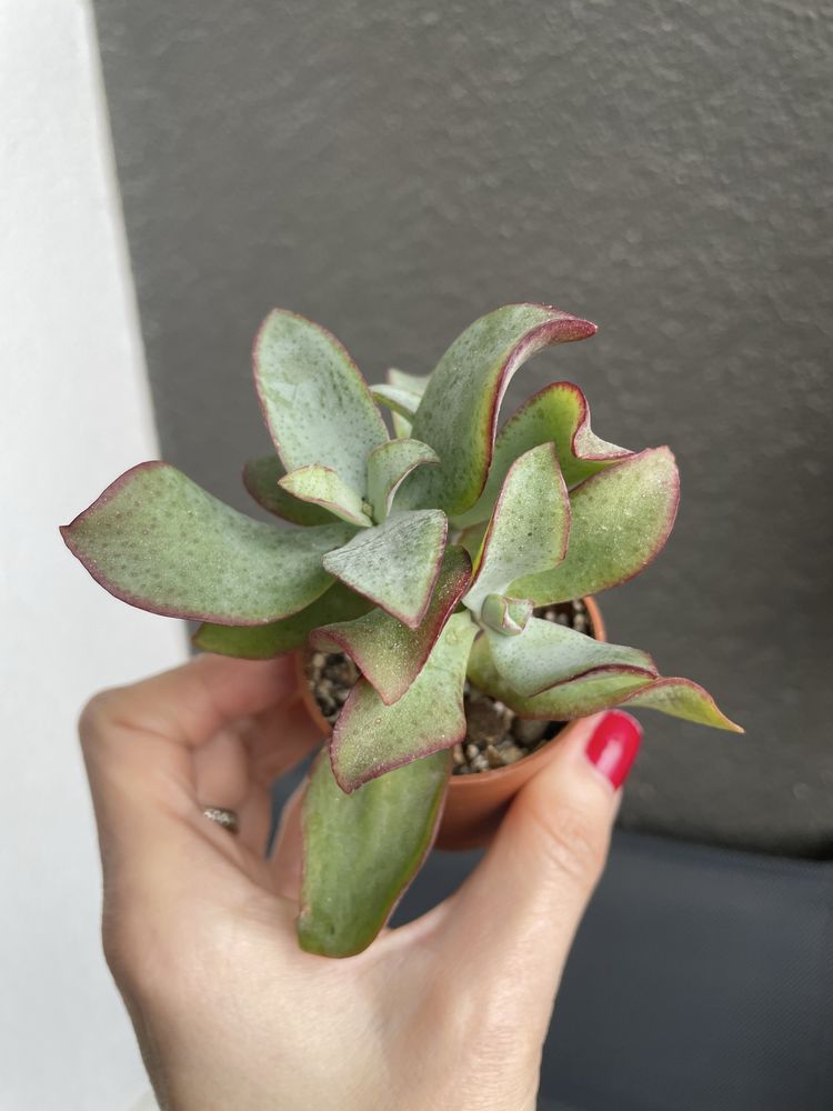 Crassula arborescens “Blue Bird“ drzewko szczęścia sukulent