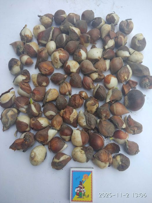 Цибулини тюльпанів