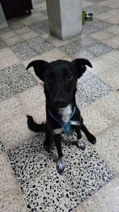 Caozinho de 9 meses para adoção