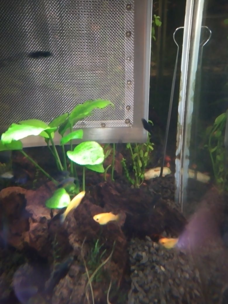 Vendo mollys negras e amarelas