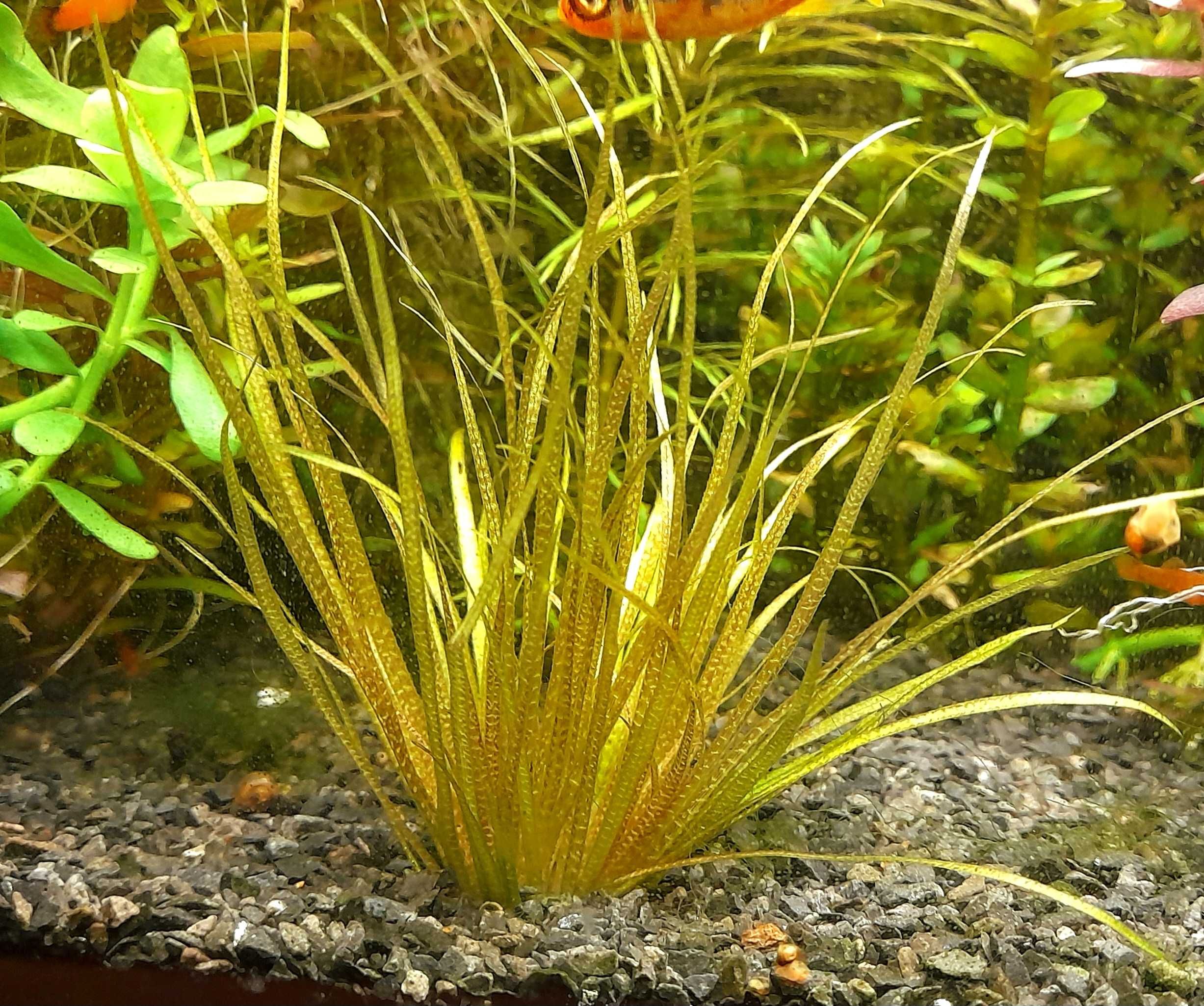 Blyxa japonica trawka