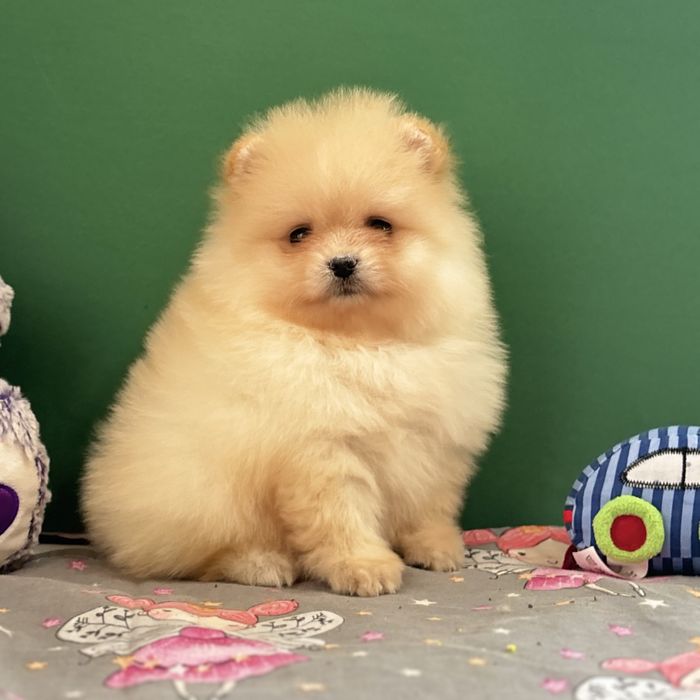 лялькова дівчинка тип ведмедика