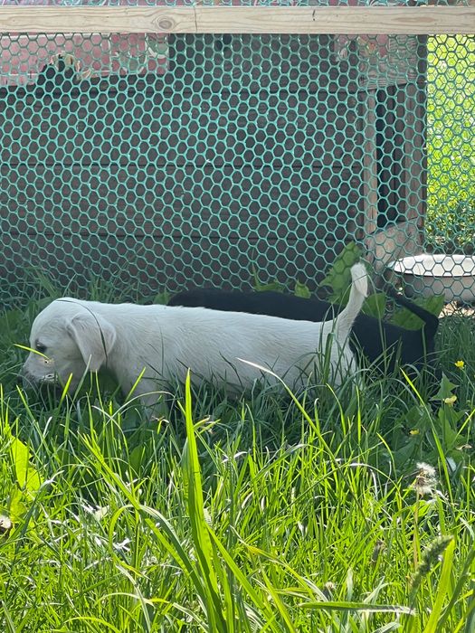 Лабрадор ретривер