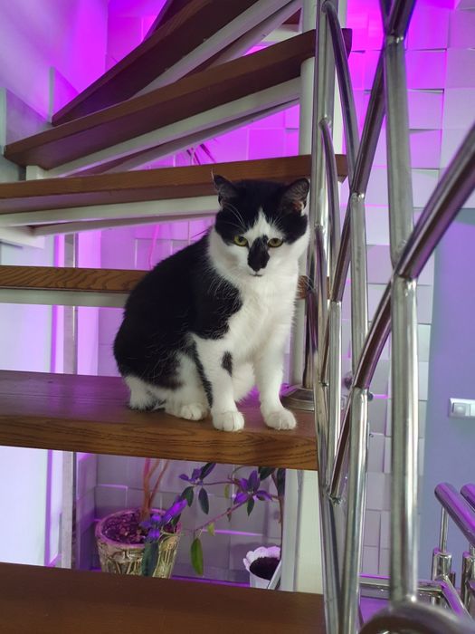 Передам кішку в добрі руки