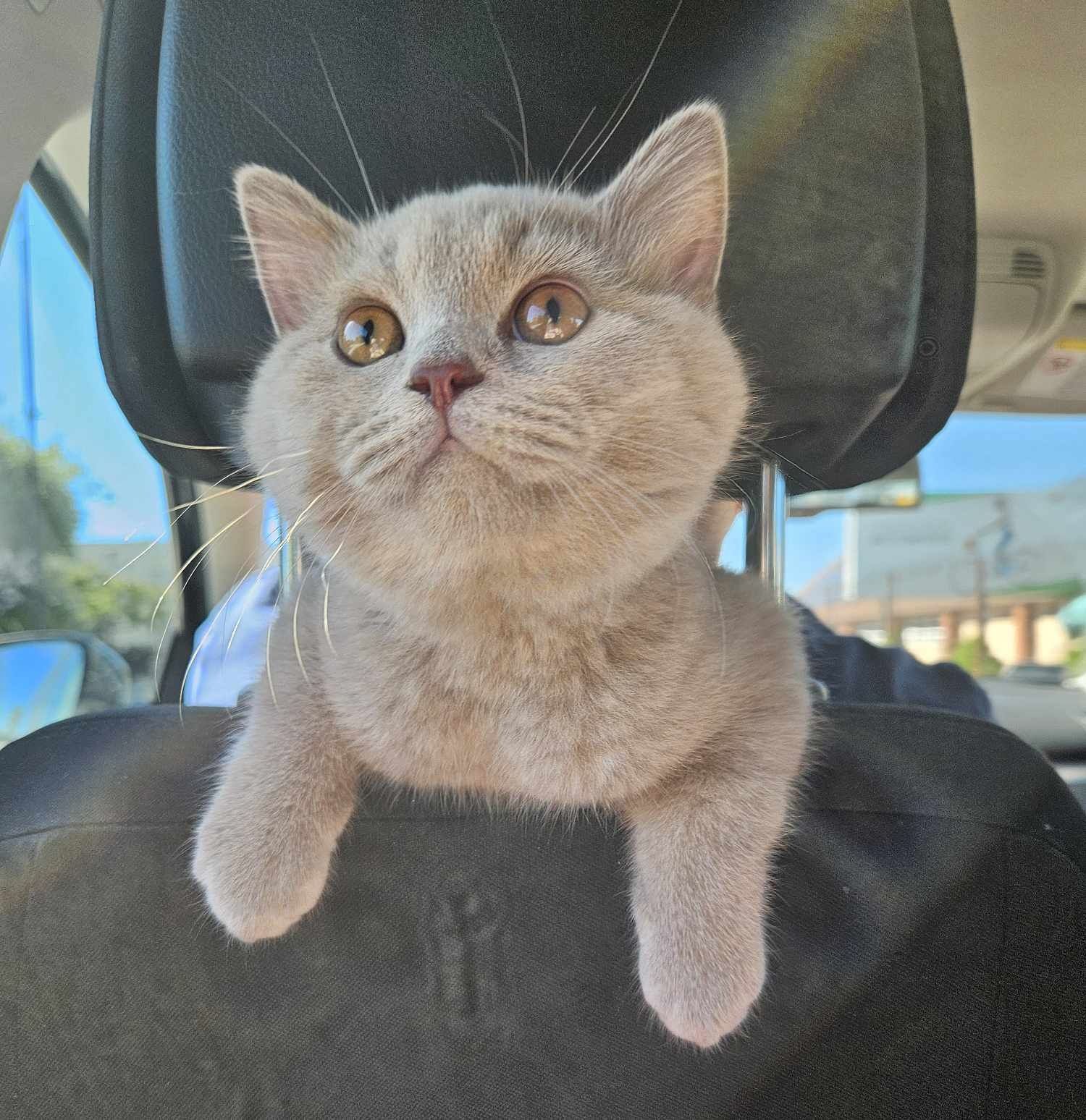 Kocięta brytyjskie, British Shorthair, Podlaskie, Mazowieckie