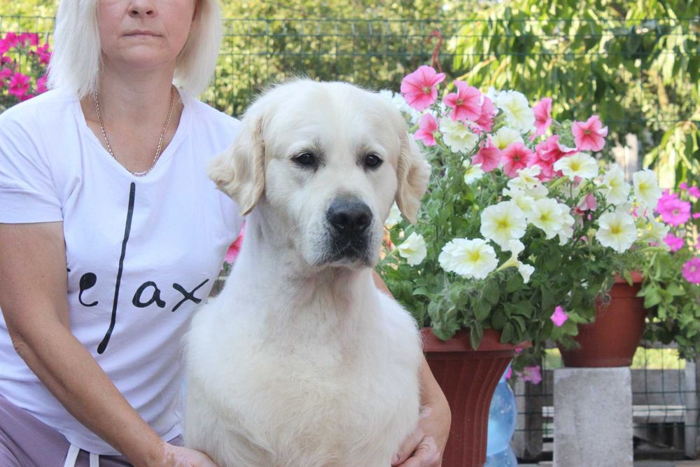 Племенной кобель Голден Ретривер