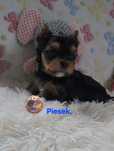 Malutki piesek Yorkshire Terrier