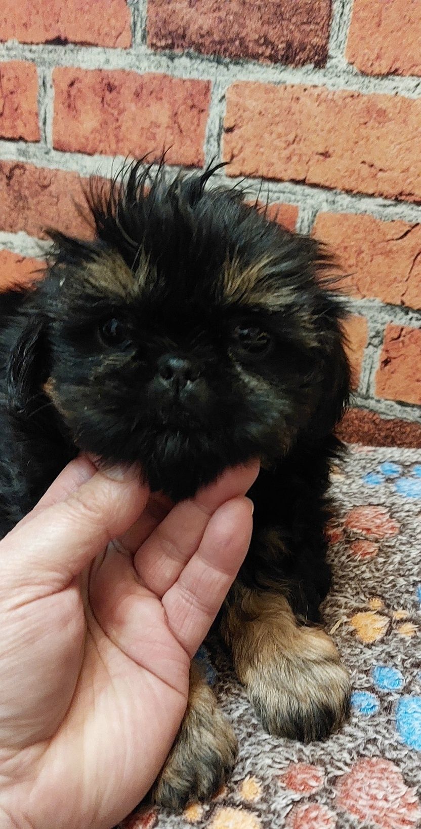 Shih-tzu sliczny chlopak