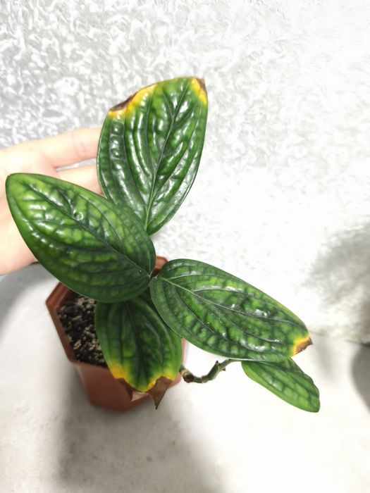 Епіпремнум марбл планет