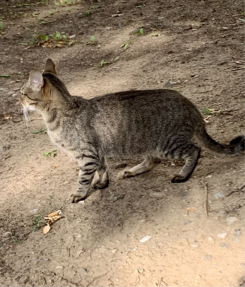 Полосатая серая окрас лесной шпротный кошка котёнок