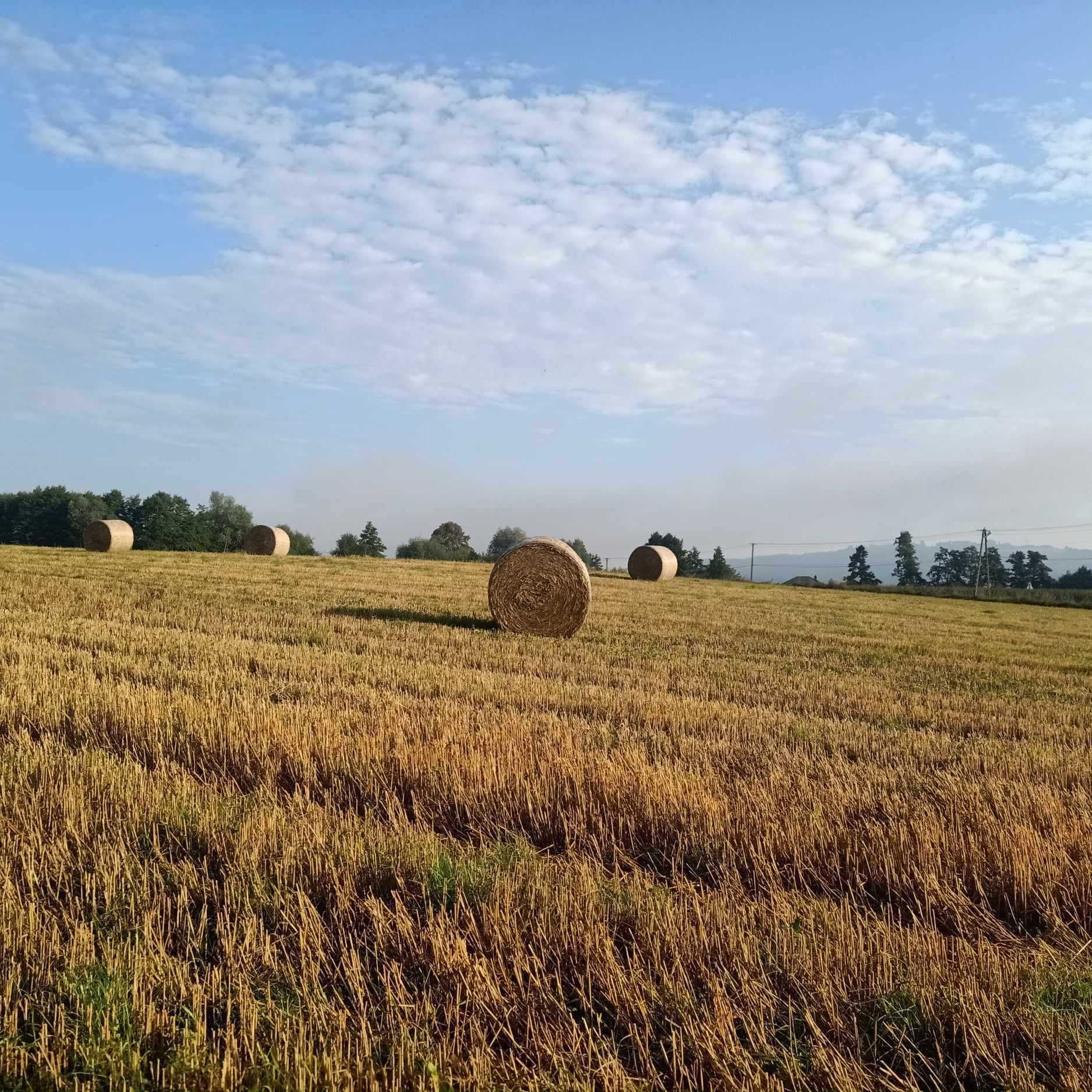 Sprzedam duże bale slomy