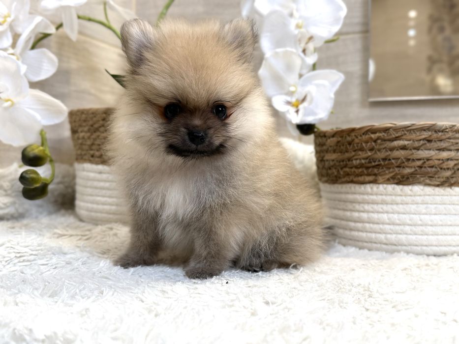 Szpic miniaturowy pomeranian, piesek, chłopiec, orange sable.