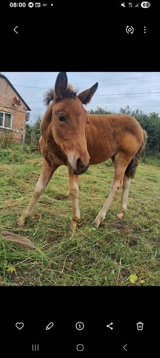 Продається лоша .