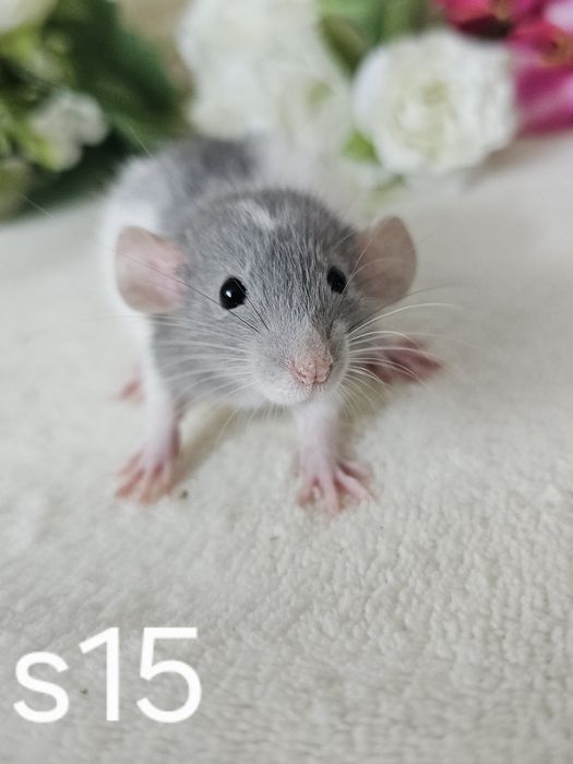 Szczur szczury szczurki