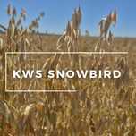 Owies ozimy SNOWBIRD
