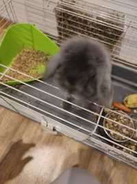 Królik domowy rasy Mini Lop