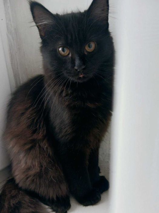 Киця Бубочка шалено шукає люблячу родину