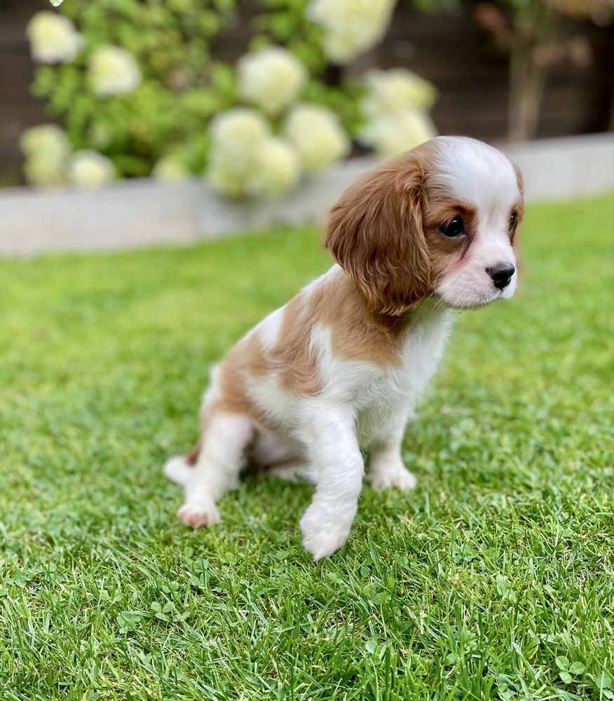 Cavalier king charles spaniel/sunia