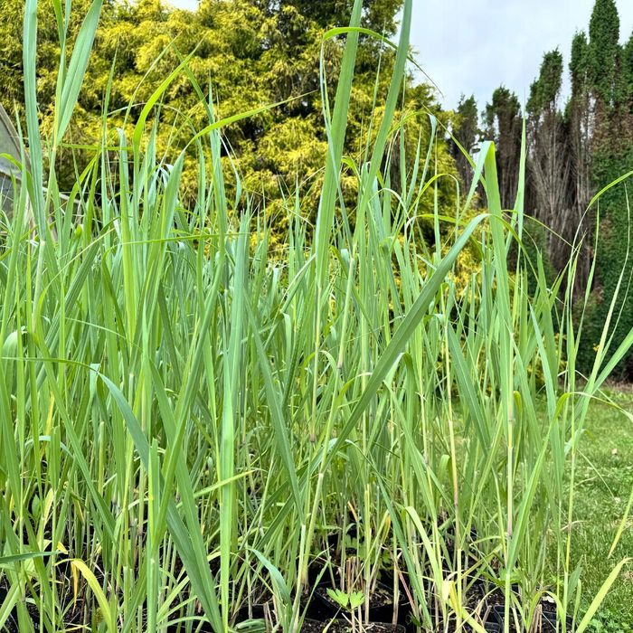 Proso rózgowate 'Waterfall' (Panicum virgatum) Doniczka 2.0L