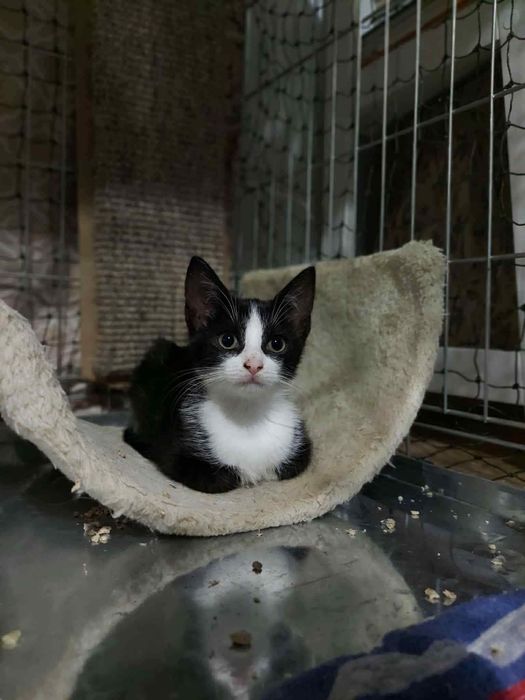 Kotek Rogalik do adopcji
