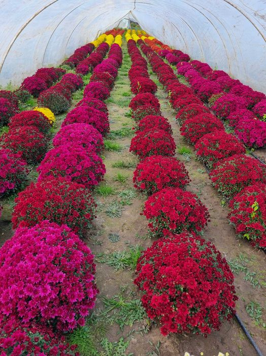 Chryzantemy doniczkowe drobnokwiatowe Producent transport