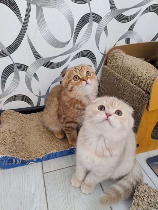 Шотландські кошенята фолд