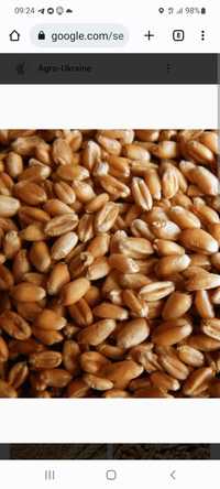 Продам Зерно пшениці