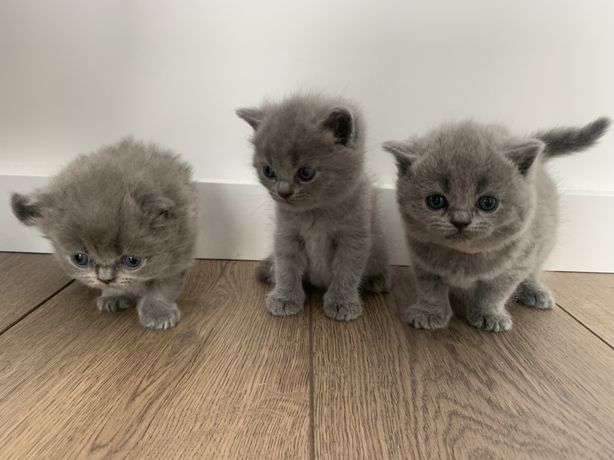 Koty brytyjskie niebieskie z rodowodem