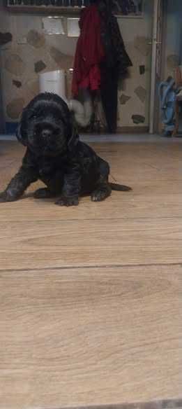 Cocker Spaniel Angielski - rodowód ZKwp -czarny piesek