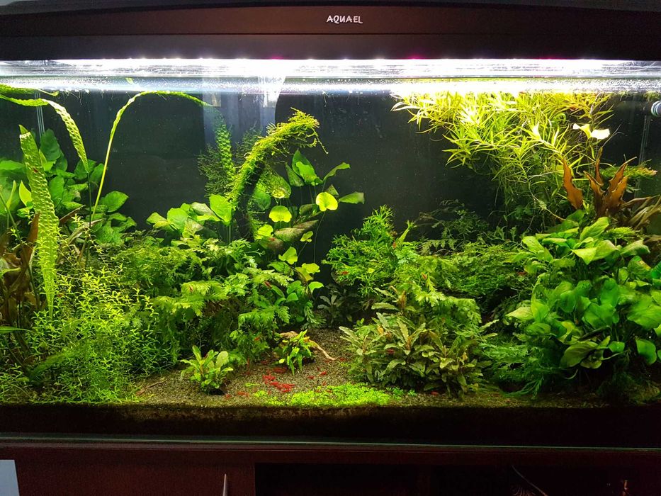 Rośliny do akwarium, Krewetki Bloody Mary