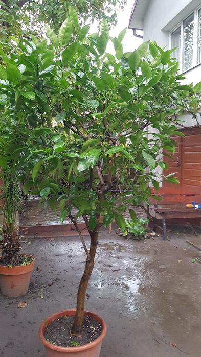 Лимон кімнатний для офісу