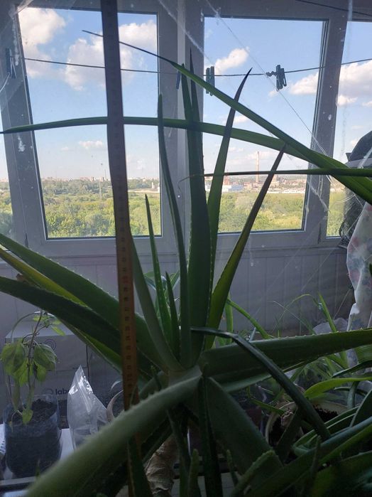 Продам алоэ вера больше 5лет, на лекарства