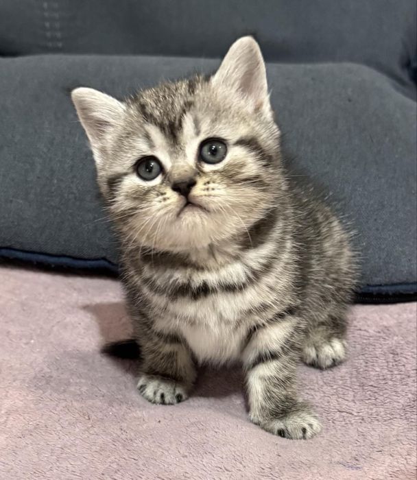 Продам кошенят породи британська висловуха