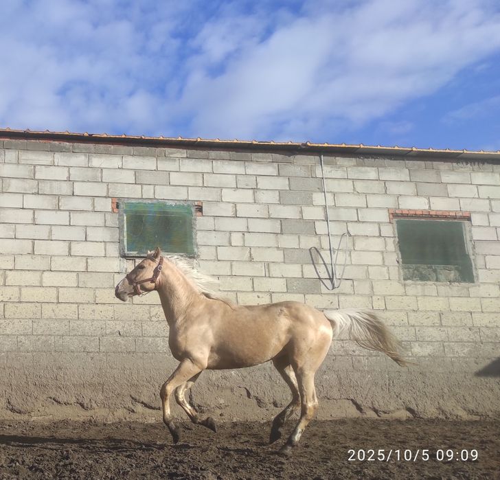 Izabelowaty wałach WLKP