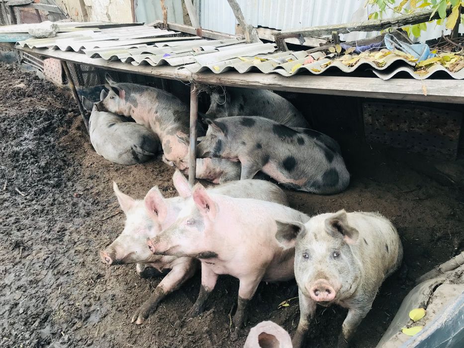 Продам свинину гуртом