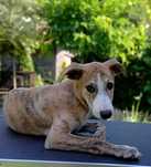 Piesek Whippet ZKwP / FCI