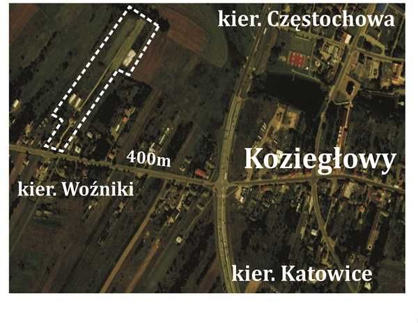 Hosty Funkie  rożnych odmianach, trawy ozdobne producent Szkółka drzew