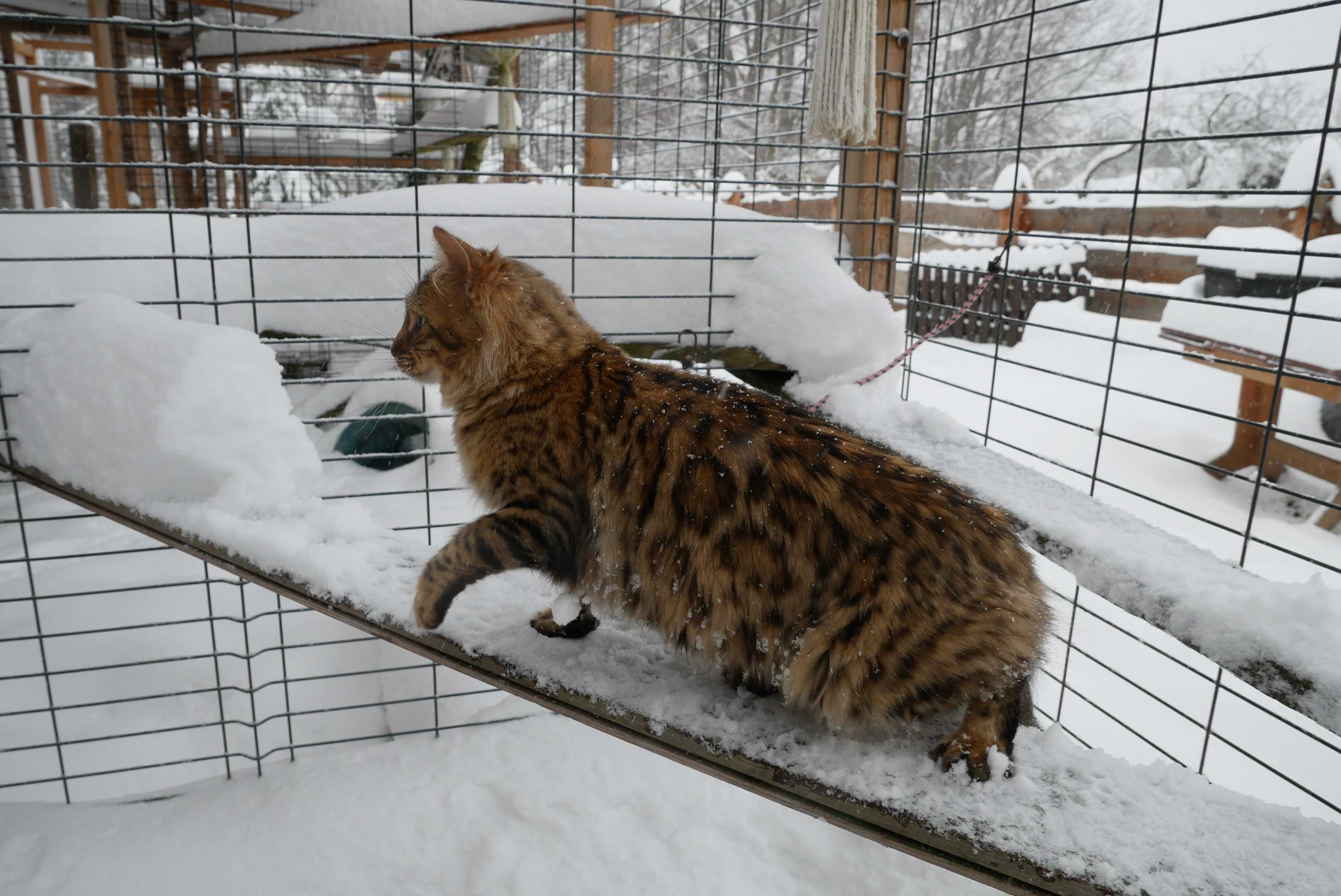 Dlugowlosa kotka bengalska dlugowlosa