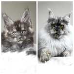 Wyjątkowy czarny dymny kocurek maine coon, rodowód FPL