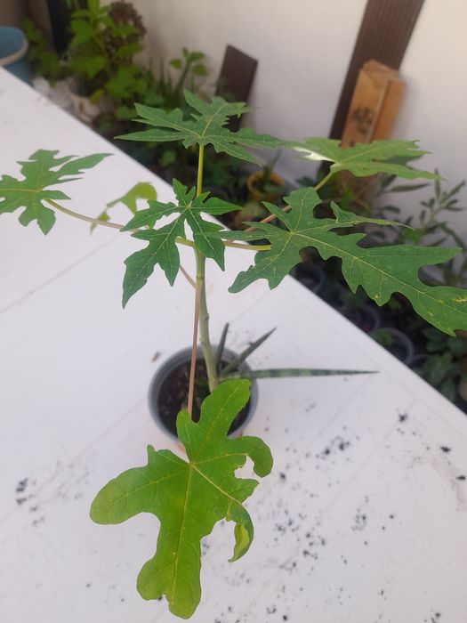 Árvore planta fruto mamão para muda.