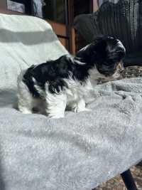 Sunia black&white yorkshire terrier