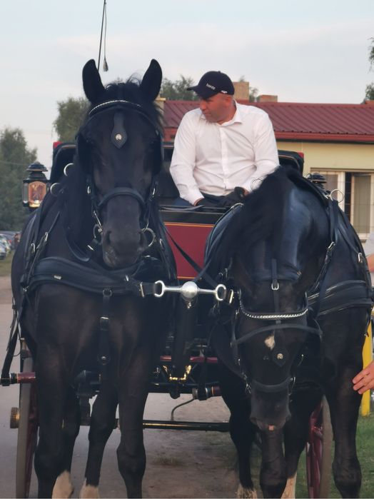 Klacz śląska kara