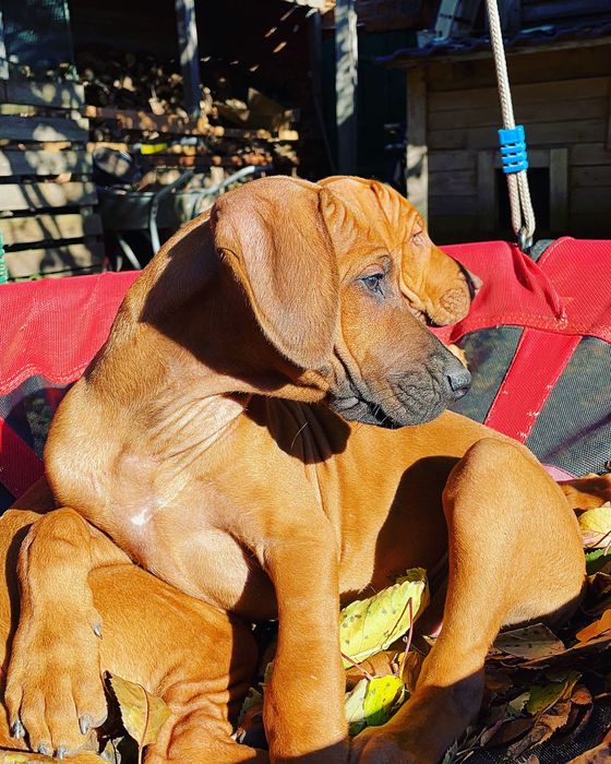 Rhodesian Ridgeback szczenięta