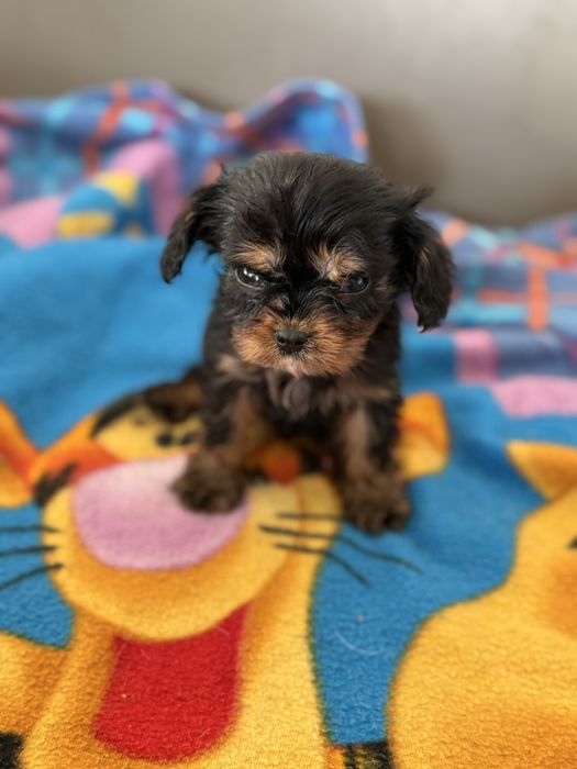 Cavalier King Charles Spaniel piesek