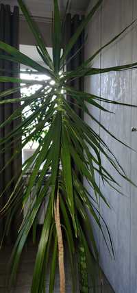 Высокая пальма драцена