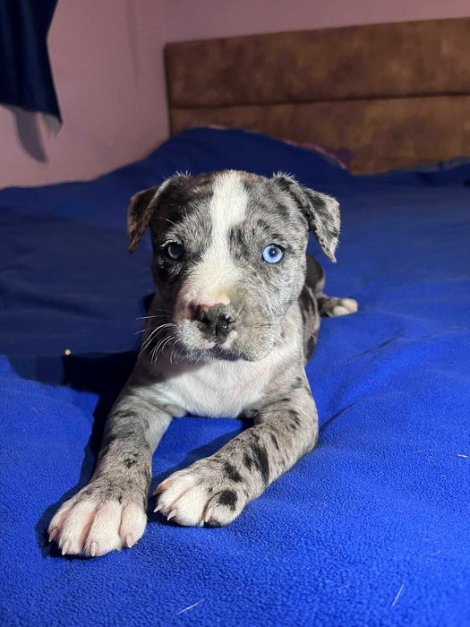 Amstaff piękna suczka MERLE błękitne oko