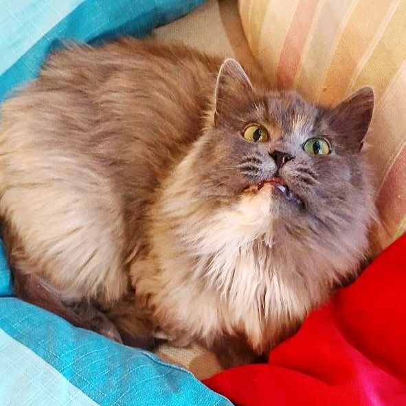 Дейзи 2 года ищет любовь