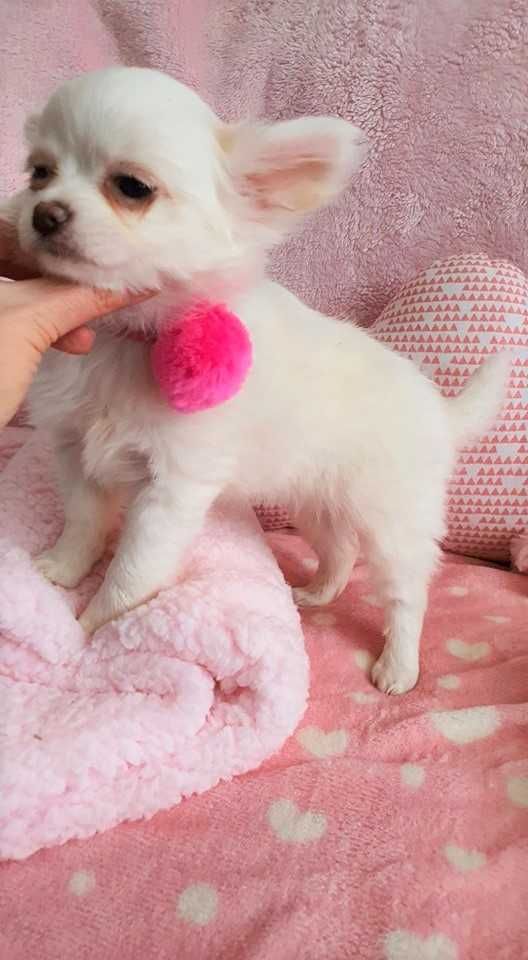 Chihuahua Piesek z Rodowodem. Do odbioru. Mini.